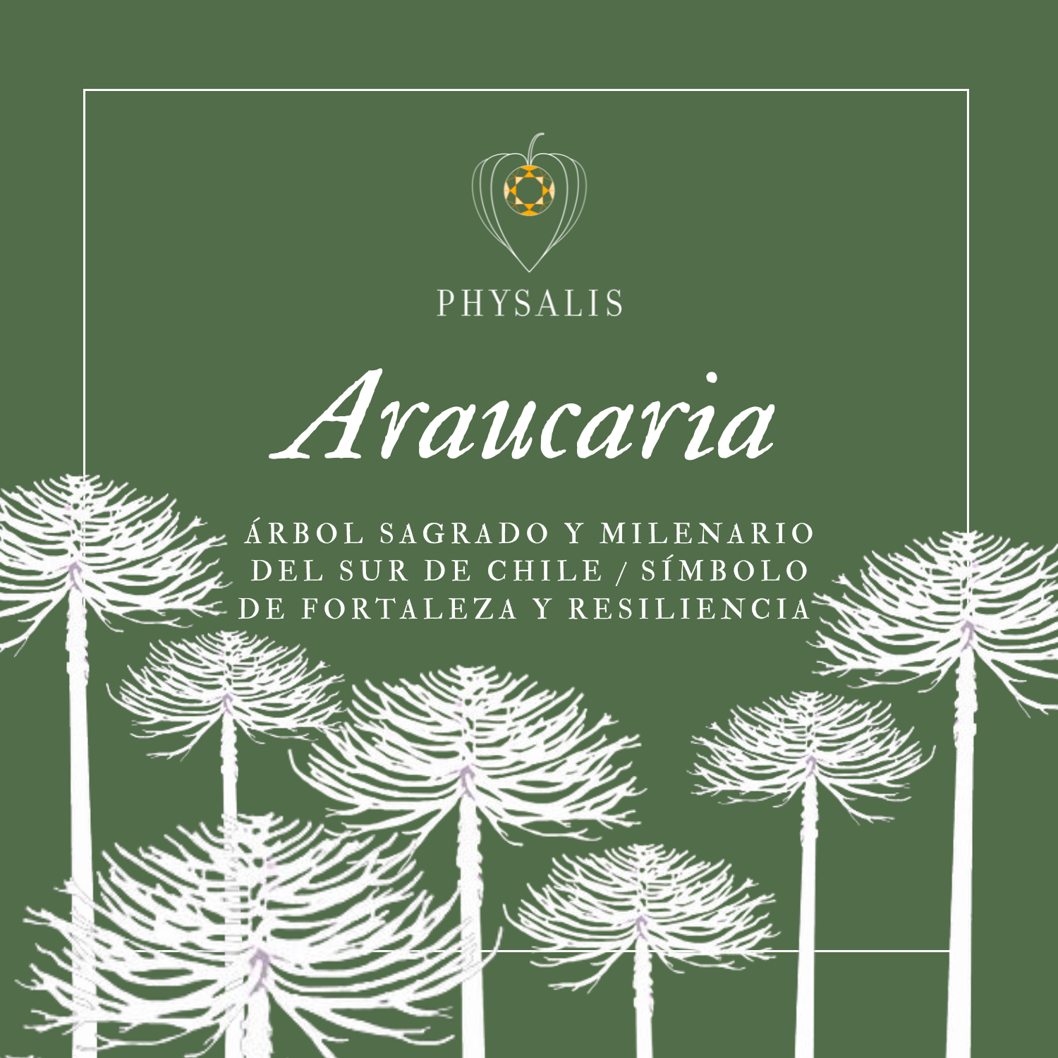 Medallita Araucaria Dorada